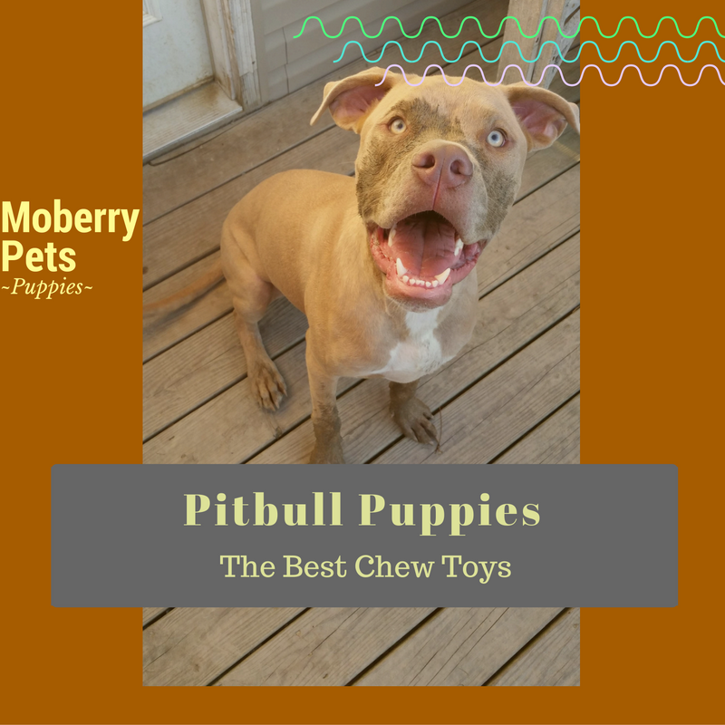 best chew toys for pitbulls