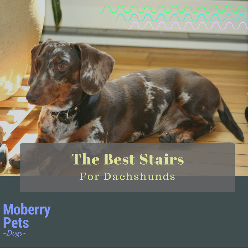 Best Pet Stairs for Dachshunds Top 3! Moberry Pets