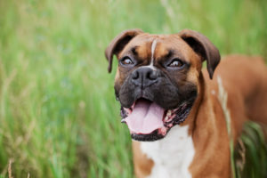 best dog food for boxers with sensitive stomachs