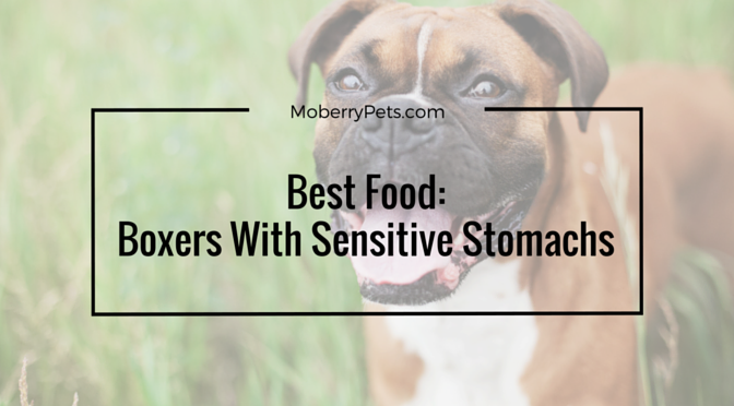 Best food for boxers with sensitive stomachs