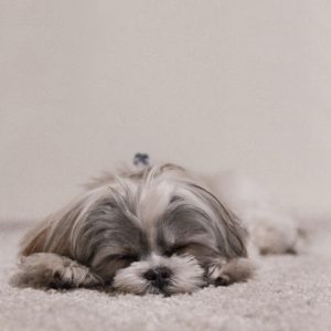 Best Puppies for Apartments