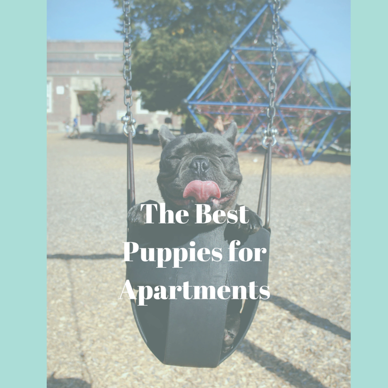 The Best Puppies for Apartments