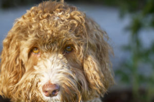 Best Dog Brush for Labradoodle