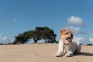 best dogs for desert climate