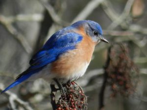 Best Bird Seed For Bluebirds