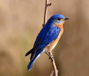 Best Bird Seed for Bluebirds