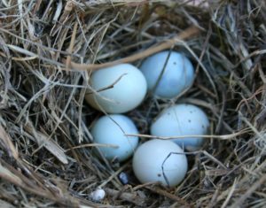 Best Bird Seed For Bluebirds