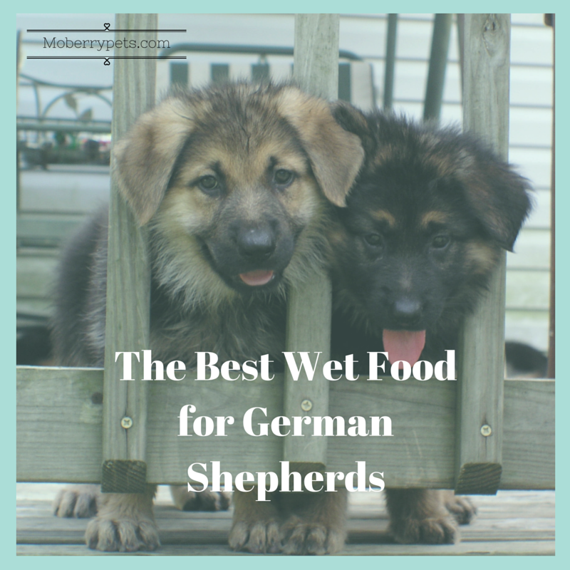 The Best Wet Food for German Shepherds