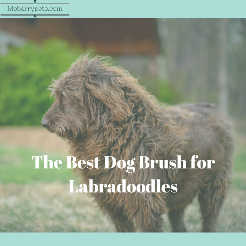 Best Dog Brush for Labradoodle