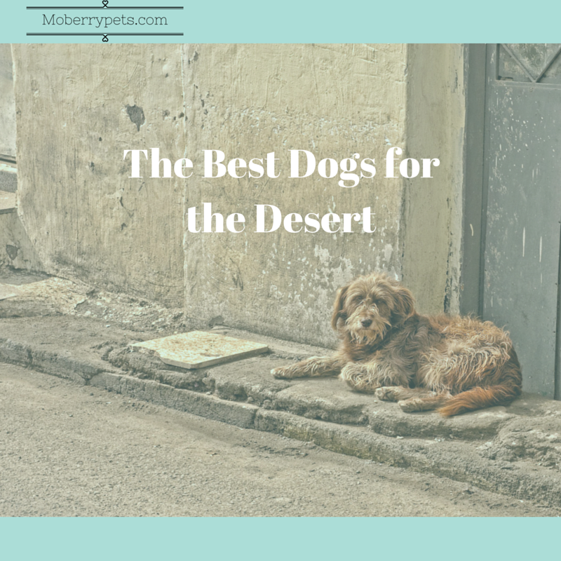 Best Dogs for a Desert Climate