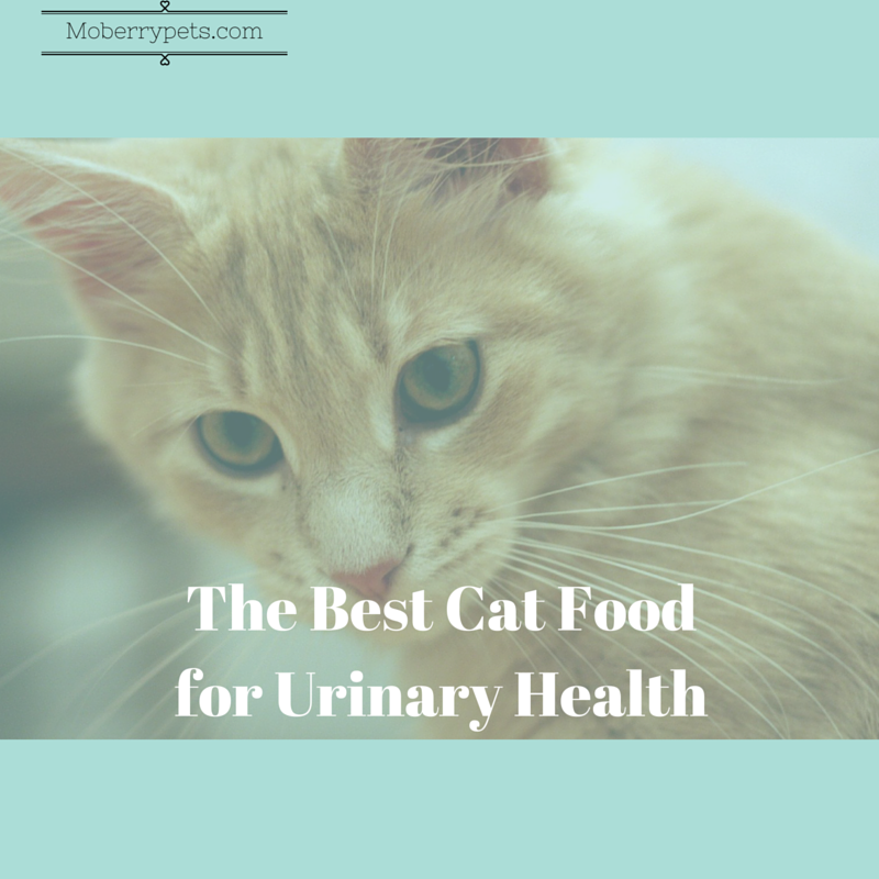 The Best Cat Food For Urinary Health