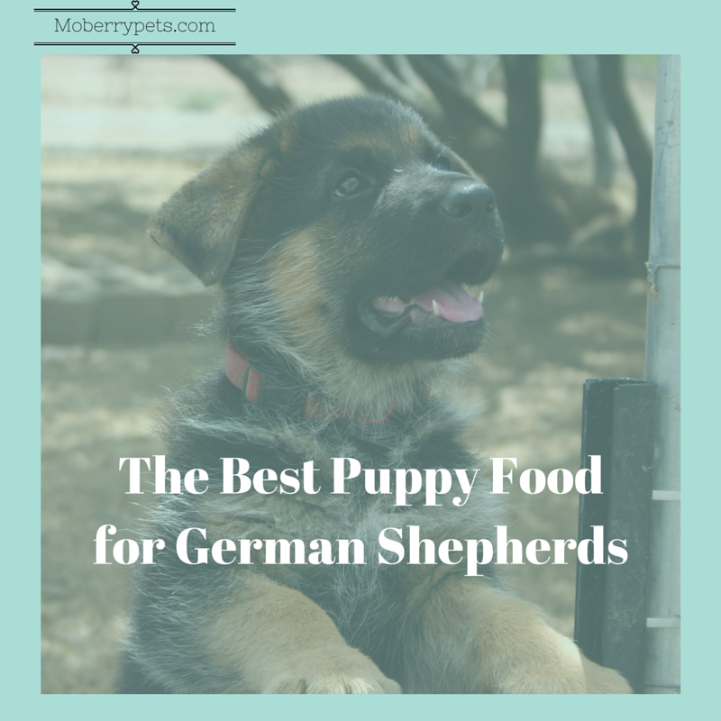 The Best Puppy Food for German Shepherds