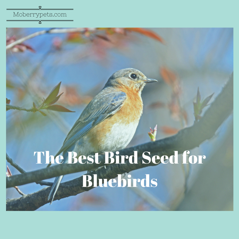 Best Bird Seed For Bluebirds