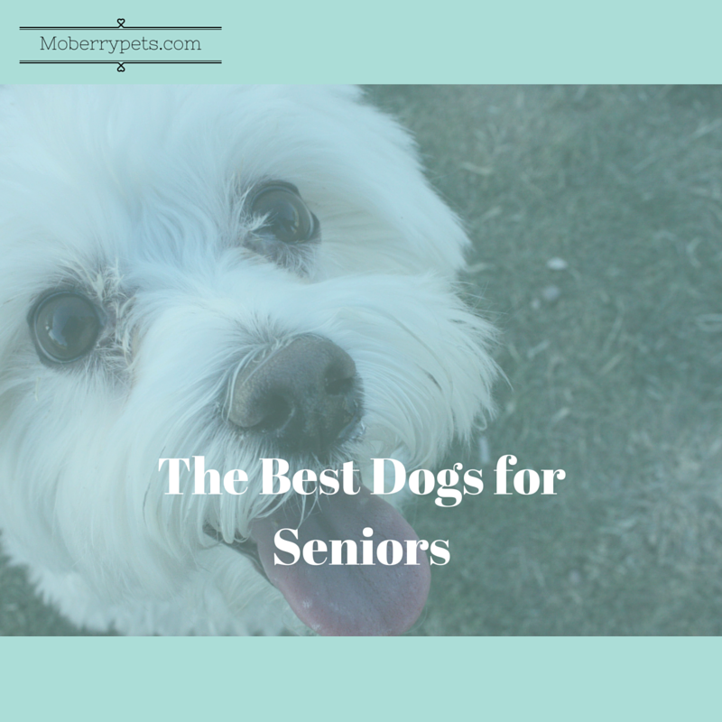 The Best Dogs For Seniors