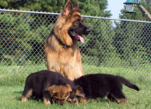 The Best Puppy Food for German Shepherds