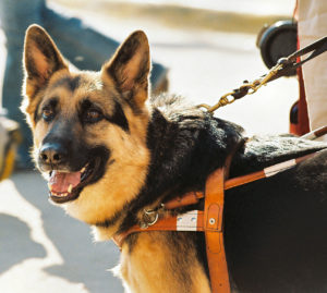 Best Dog Breeds for Service Animals