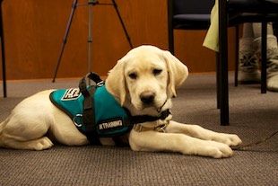 What Does An Autism Service Dog Do