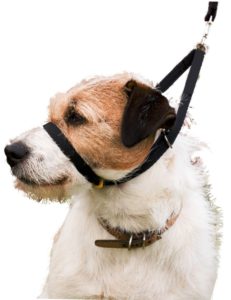 Best Dog Collar for Pulling