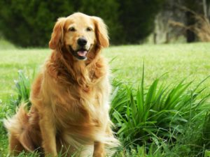 Best Dog Breeds for PTSD