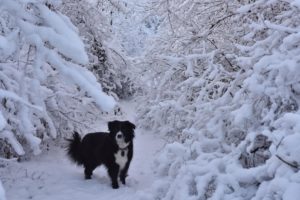 Best Dog House for Cold Weather