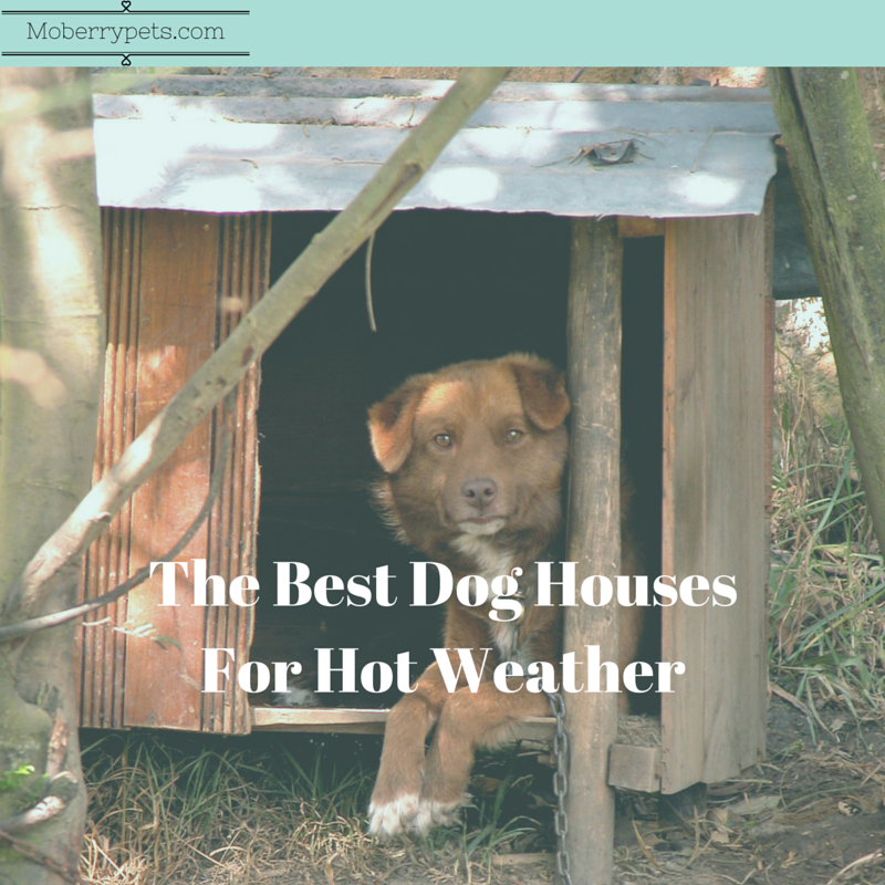 The Best Dog House for Hot Weather