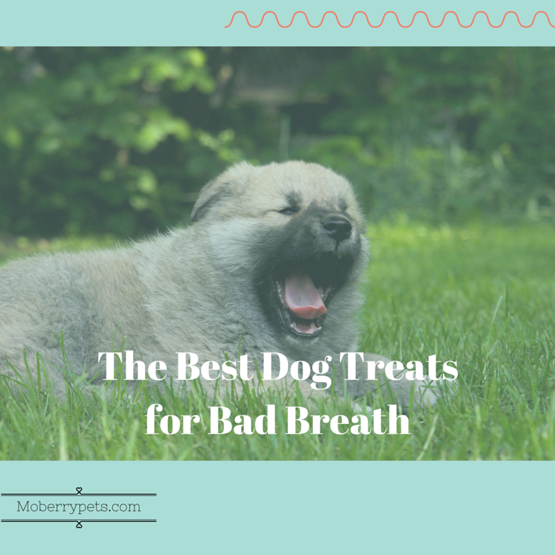 The Best Dog Treats for Bad Breath