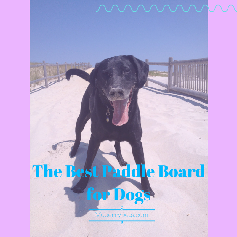 Best Paddle Board for Dogs