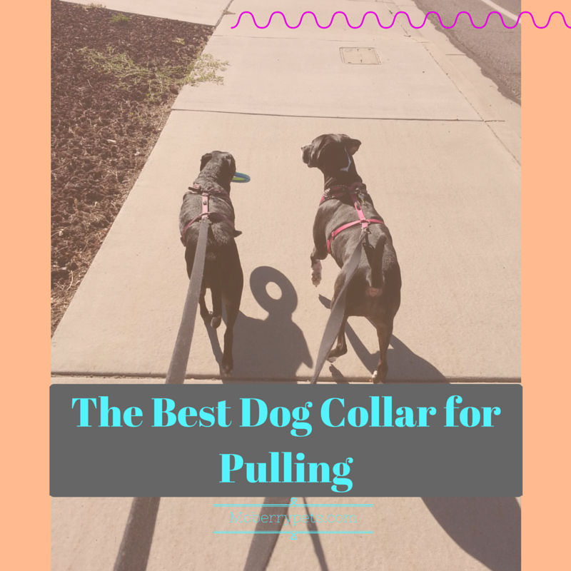 Best Dog Collars for Pulling