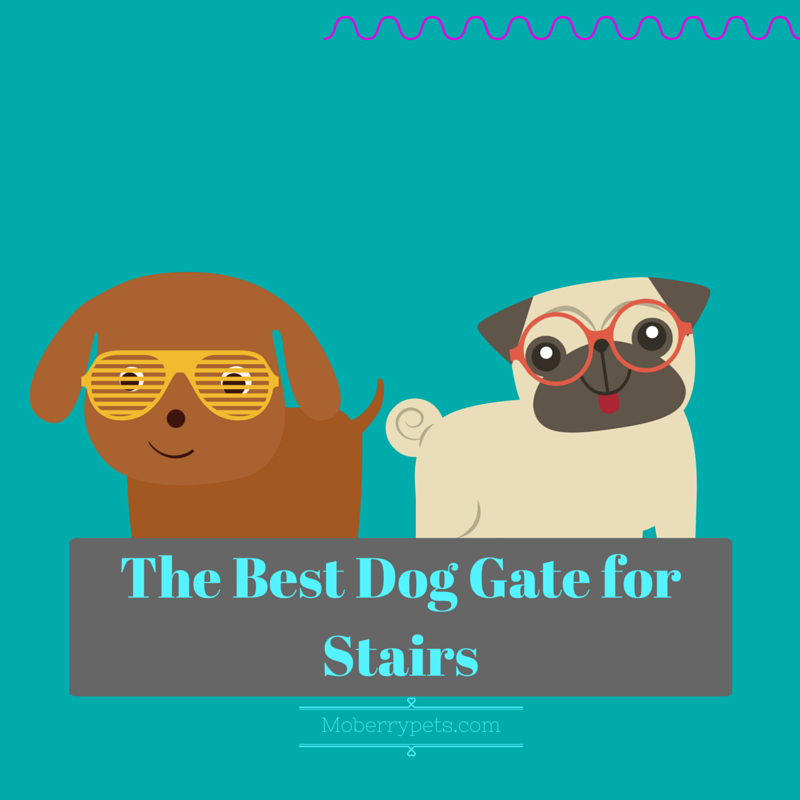 The Best Dog Gate for Stairs