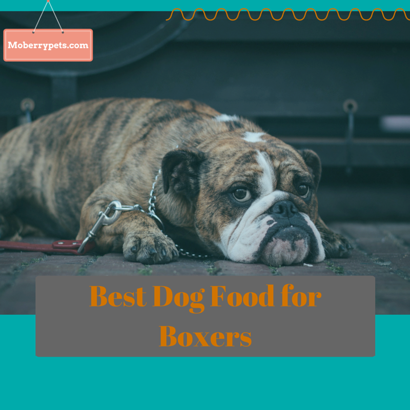 Best Dog Food for Boxers