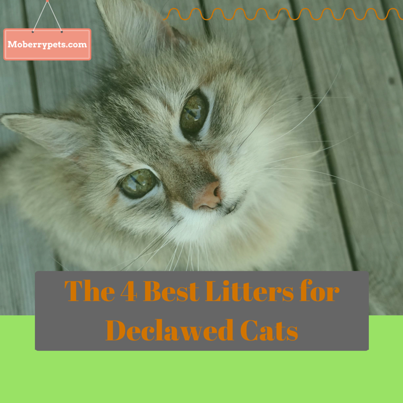 The Best Litter for Declawed Cats