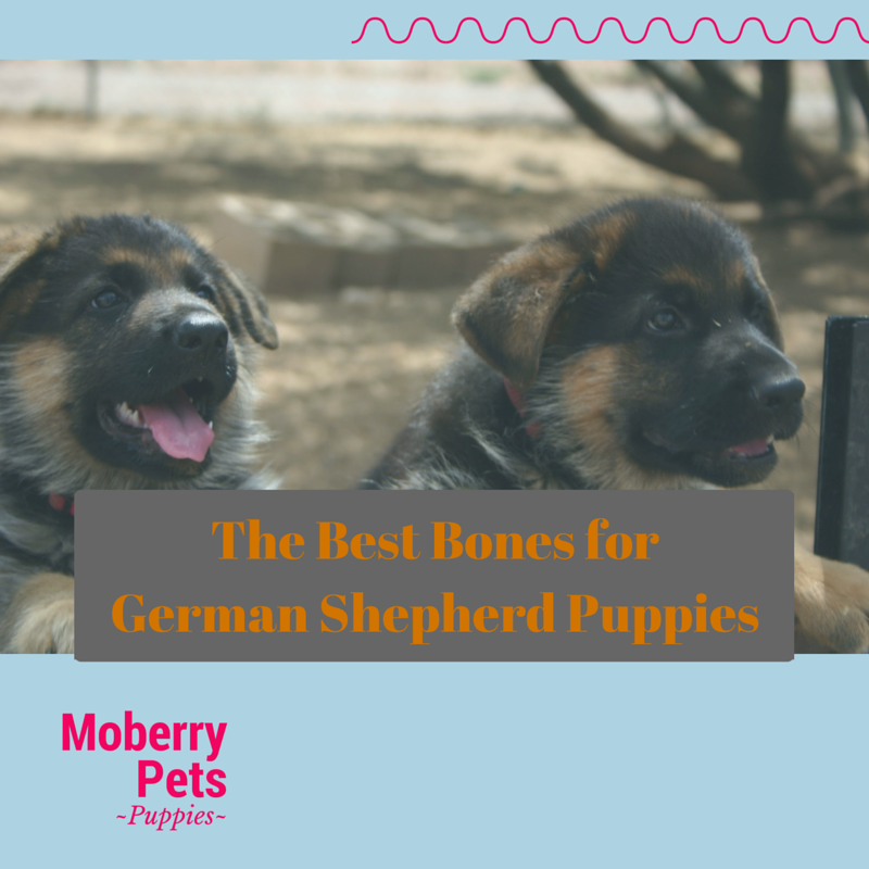 Best Bones for German Shepherd Puppies