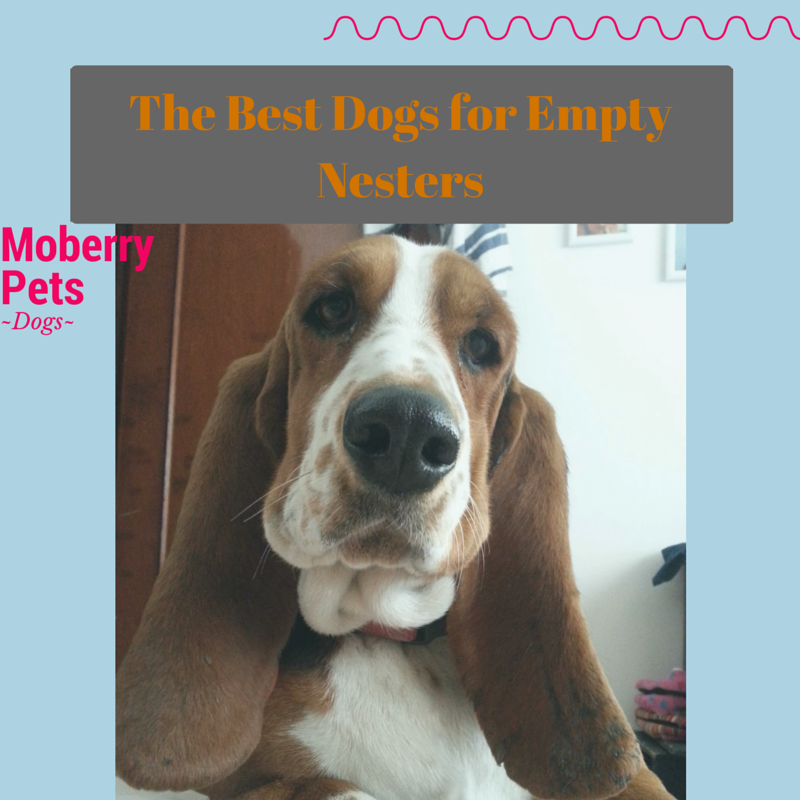 The Best Dogs for Empty Nesters