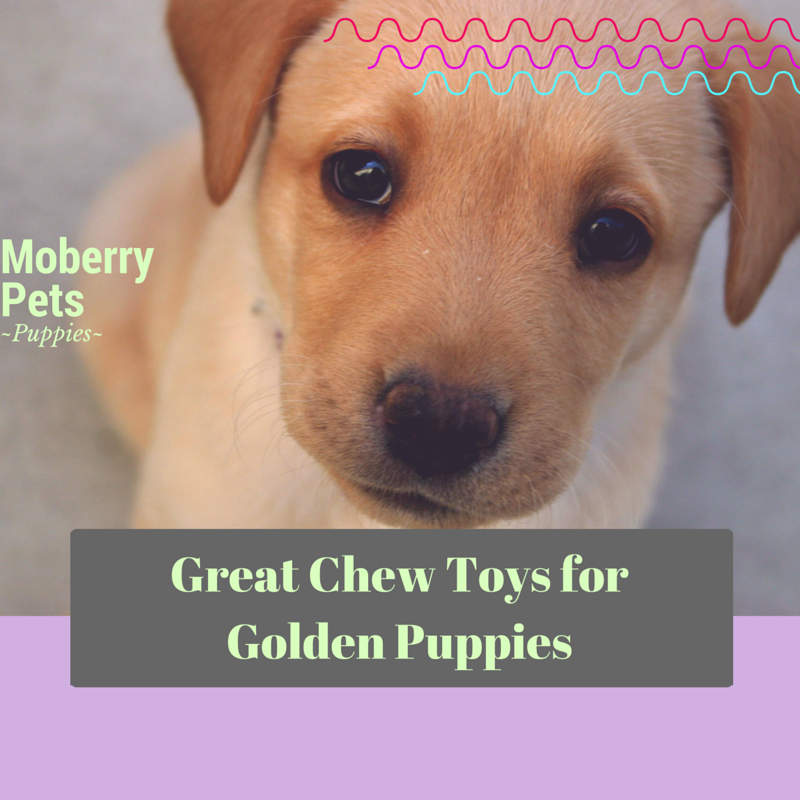 The Best Chew Toys for Golden Retrievers