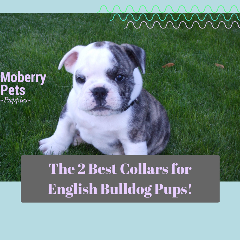 The Best Collar for an English Bulldog Puppy