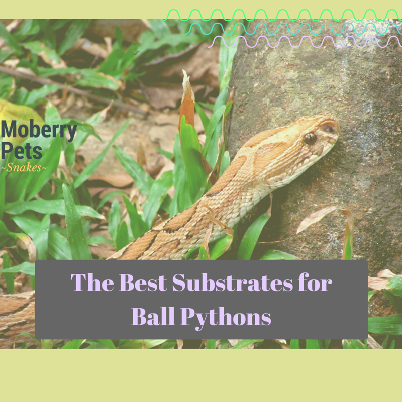 The Best Substrate for Ball Pythons