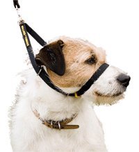 Best Dog Collar for Pulling