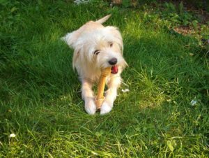 Best Rawhide for Aggressive Chewers