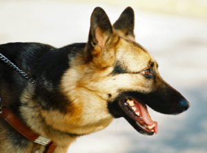 Best Dog Breeds for PTSD