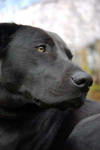 Best Dog Breeds for PTSD