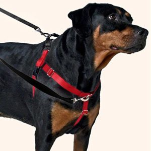 Best Dog Collar for Pulling