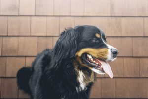 Best Dog House for Hot Weather 