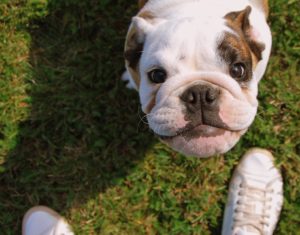 best collar for english bulldog puppy