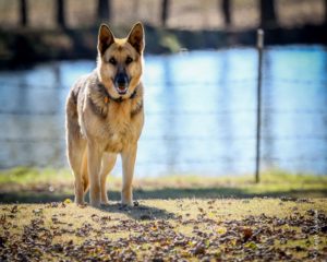 German Shepherd Crate Training Schedule