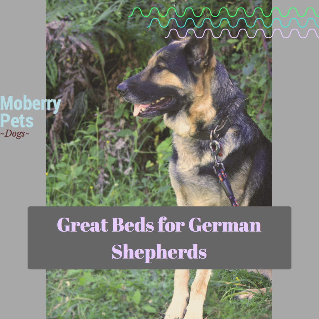 Best Dog Beds for German Shepherds