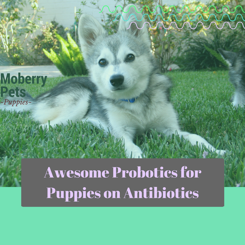 Probiotics for Puppies on Antibiotics