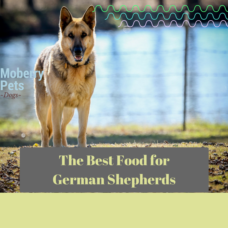 Best Dog Food for German Shepherd - Moberry Pets