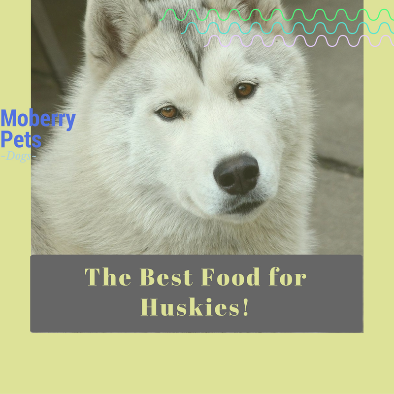 The Best Dog Food For Huskies