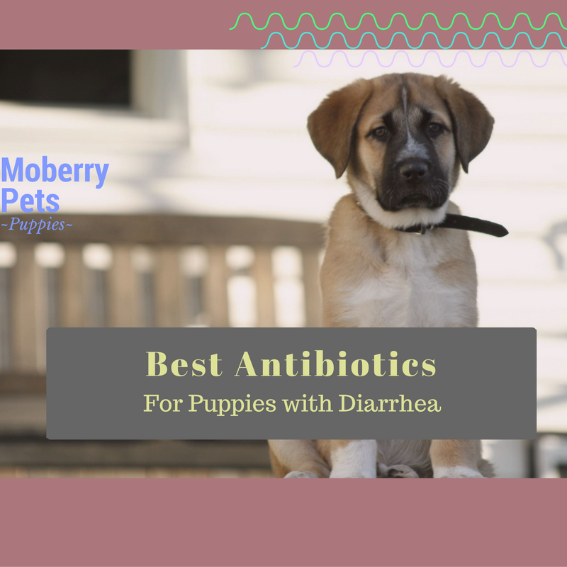 Probiotics for Puppies with Diarrhea