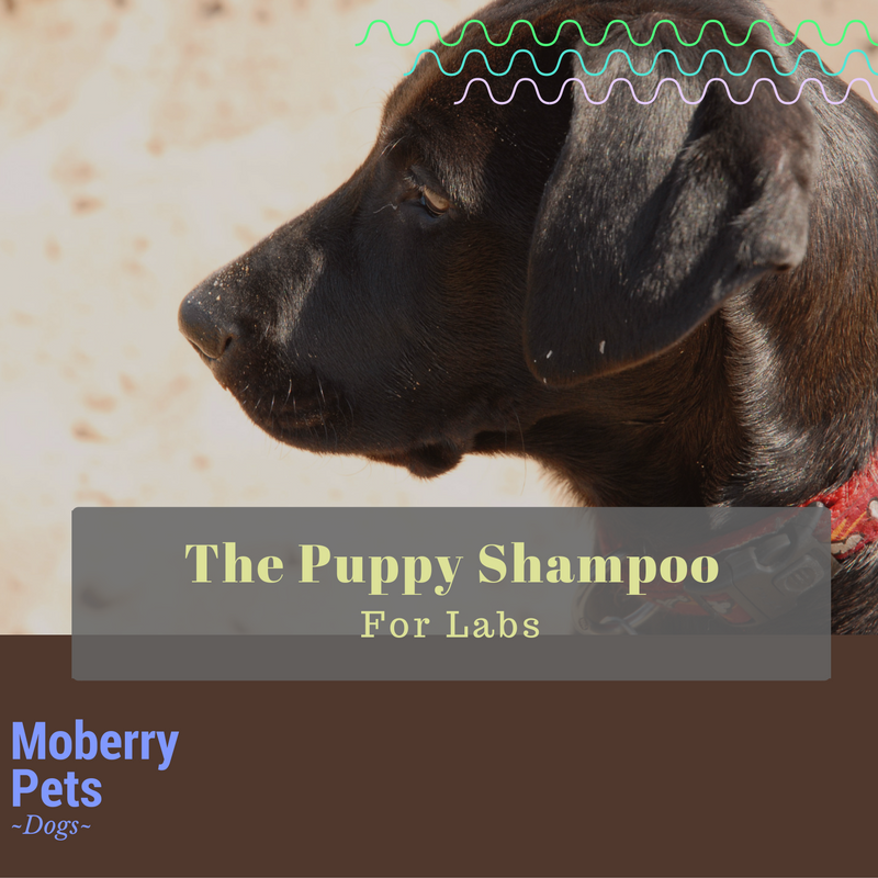 Best Puppy Shampoo for Labs